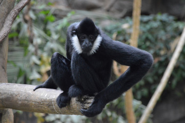 Obraz premium Gibbon in the tree