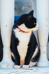 black and white cat with green eyes watches things from the porch. The cat on the neck a red collar