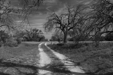 Dirt road leading off through some dead, creepy trees