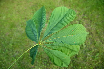Chestnut is a deciduous tree with interesting leaves in the shape of a human hand.