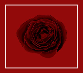 vivid red Rose isolated on light red background with border 