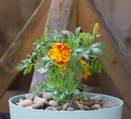 Orange Marigold Blue Pot