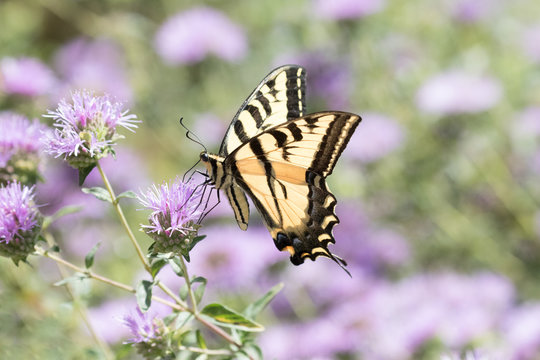 Photograph of a yellow Swallowtail butterfly feeding from Stokes Asters in the garden