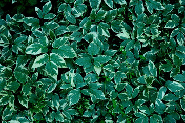 Bright abstract artistic background: set of green leaves, top view.