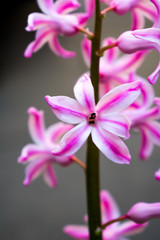 Close up of pink and white stripy flower