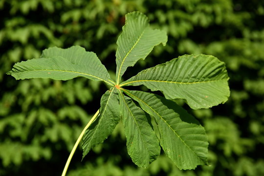 Chestnut is a deciduous tree with interesting leaves in the shape of a human hand.