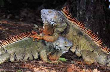 The Iguana / Male Iguanas fighting for dominance in the south Florida Wetlands