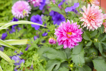 Fototapeta premium beautiful Aster flowers