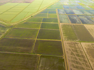 The rice fields are flooded with water. Flooded rice paddies. Agronomic methods of growing rice in the fields. Flooding the fields with water in which rice sown. View from above.