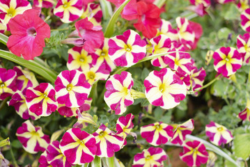 beautiful Petunia flowers