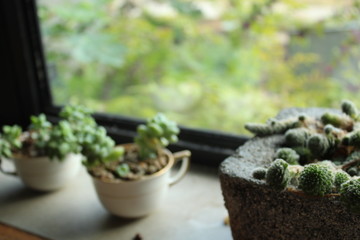 Succulents by the Window