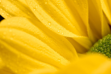 Yellow flower closeup