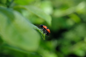 Fototapeta na wymiar Four-spotted leaf beetle - green background - Stockphoto
