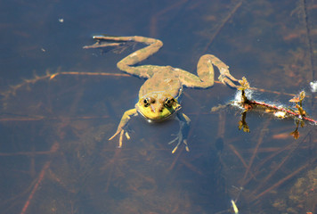 the frog rests in a calm pond