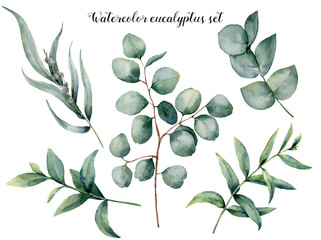 Watercolor eucalyptus big set. Hand painted baby, seeded and silver dollar eucalyptus branch isolated on white background. Floral illustration for design, print, fabric or background. - obrazy, fototapety, plakaty