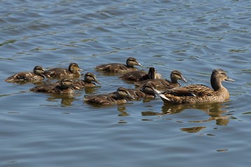 A large brown duck and small ducklings swim across the water