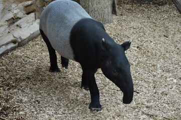 A young tapir