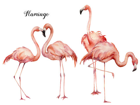 Watercolor pink flamingo group set. Hand painted bright exotic birds isolated on white background. Wild life illustration for design, print, fabric or background.
