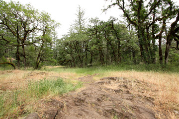 Rocky hiking trail at Lacamas Park in Camas, WA.