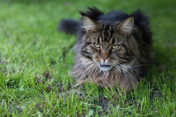 Naklejka na ściany i meble Maine Coon. The largest cat sitting on the grass