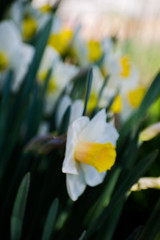 Obraz premium Blooming daffodils in the garden, spring flowers.