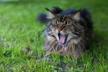 Maine Coon. The largest cat sitting on the grass