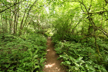 Fototapeta na wymiar Covered hiking trail in Lacamas Park in Camas, WA. 