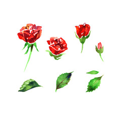 Watercolor set roses flowers, buds, green leaves closeup isolated on white background. Hand painting on paper
