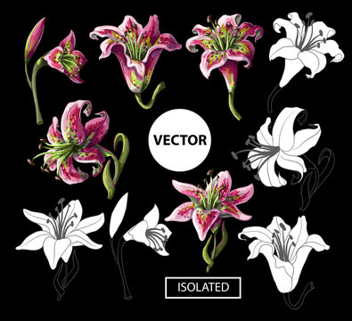 Lilies flowers isolated on a black background. Vector illustration. 
