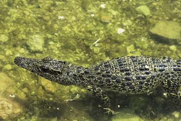 The Cuban crocodile (Crocodylus Rhombifer) is a small species of crocodile endemic to Cuba - Peninsula de Zapata National Park / Zapata Swamp, Cuba
