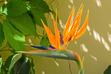 Obraz premium Flowers and plants in Peterhof.