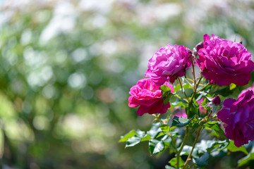 Beautiful pink and purple roses flowers with blurred green background