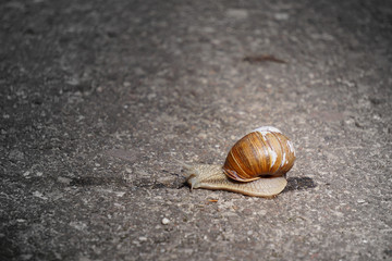 hurry. Snail. Time. Grey background.time sensation