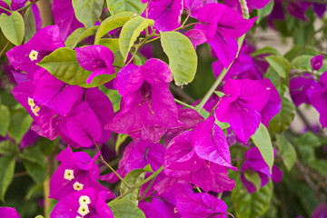 Flowers and plants in Peterhof.
