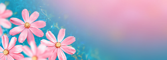 Colorful cosmos flowers on a background of summer landscape.