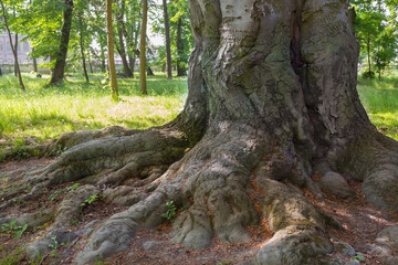big roots of a tree in the green wood. parkland
