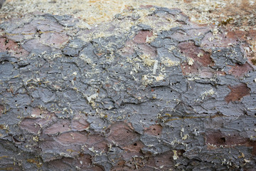 Texture of a tree close-up.