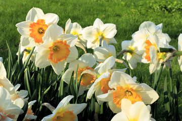Obraz premium Beautiful white flowers of spring Narcissus