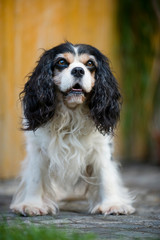 Älterer Cavalier King Charles Spaniel