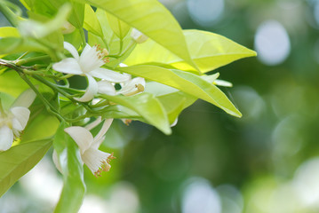 FLORES DE AZAHAR DE UN NARANJO. DETALLES