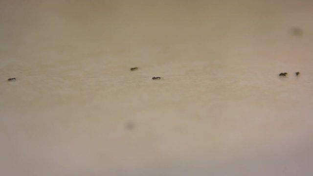 Footage of ants crawling around a kitchen.  Shot on a Blackmagic Ursa Mini Pro 4.6k with a Canon FD 70-210mm f/4.