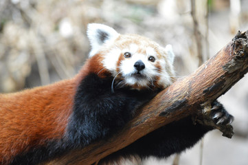 A red panda