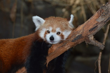 A red panda