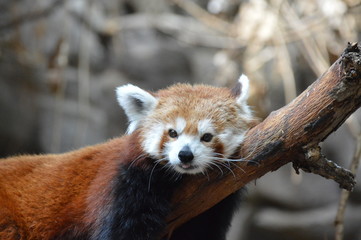 A red panda