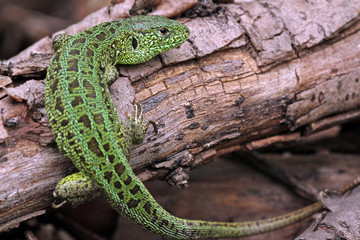 Lizard sitting on log.
