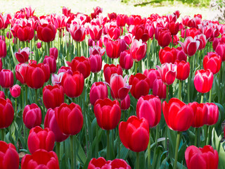 Photo of tulips in the sun