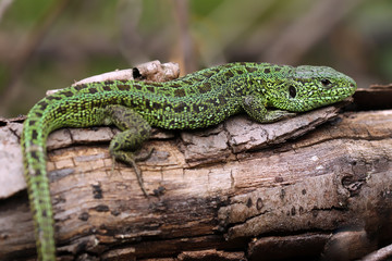 Lizard sitting on log.
