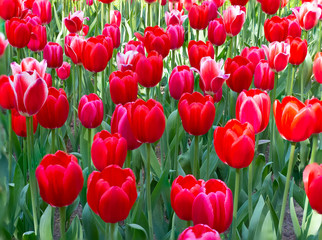 Photo of tulips in the sun