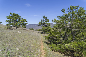 Fototapeta na wymiar Relict pines near the hiking trail. Crimea.
