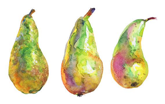 Hand drawn green pears. Watercolor fresh fruit on white background. Painting isolated illustration